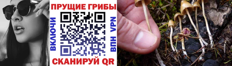 ОМГ ОМГ   Изобильный  Псилоцибиновые грибы ЛСД  где найти  